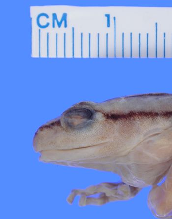 Media type: image; Herpetology A-27270